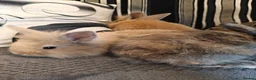 Mixed Breed rabbits for sale: Baby rabbits  - Advert 4