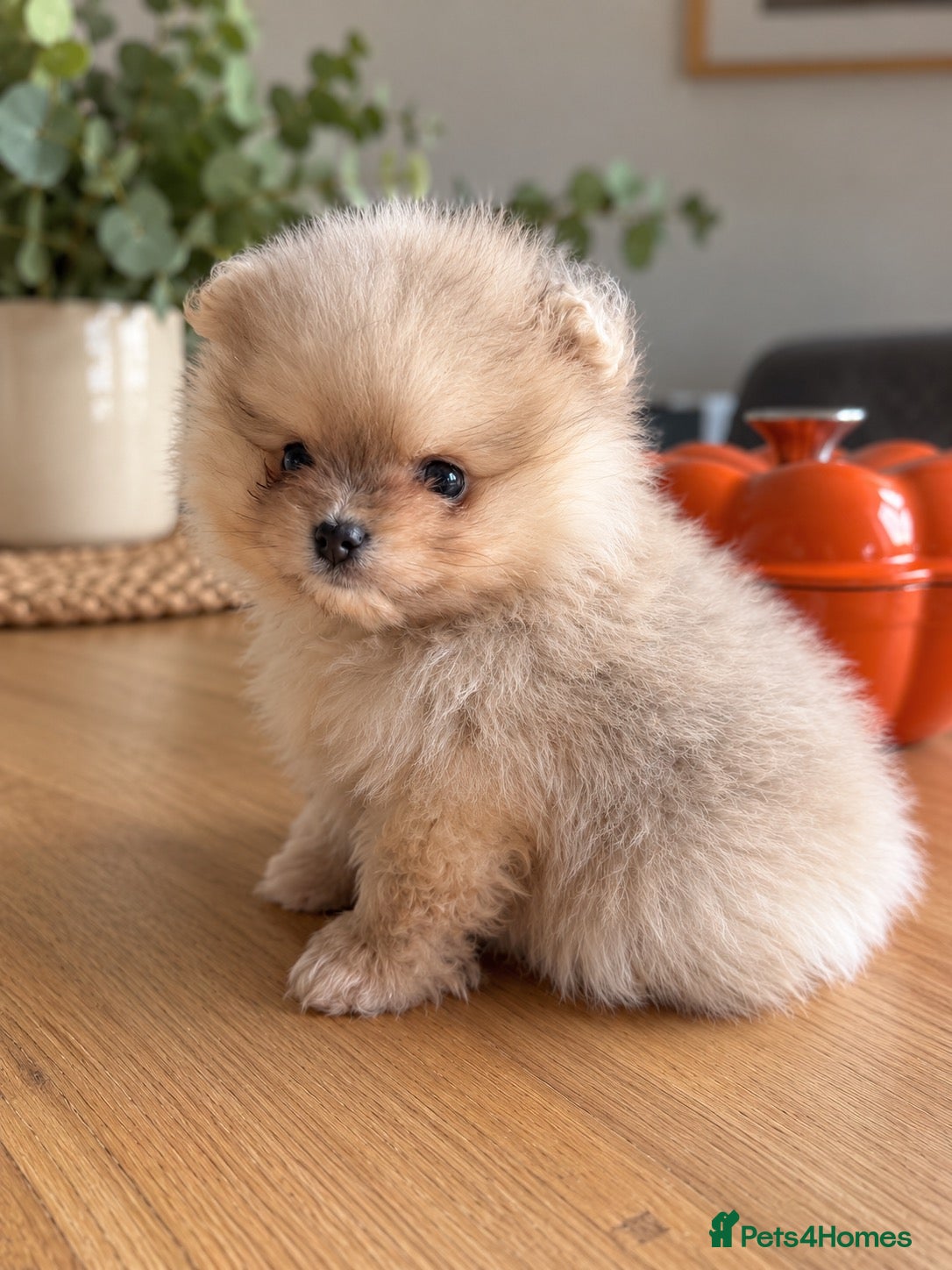 Pomeranian dogs Beautiful Pomeranian puppies - Advert 2