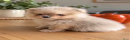 Pomeranian dogs for sale: Beautiful Pomeranian puppies - Advert 1