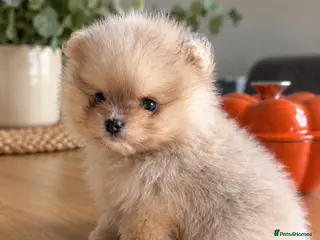 Pomeranian dogs Beautiful Pomeranian puppies - Advert 2
