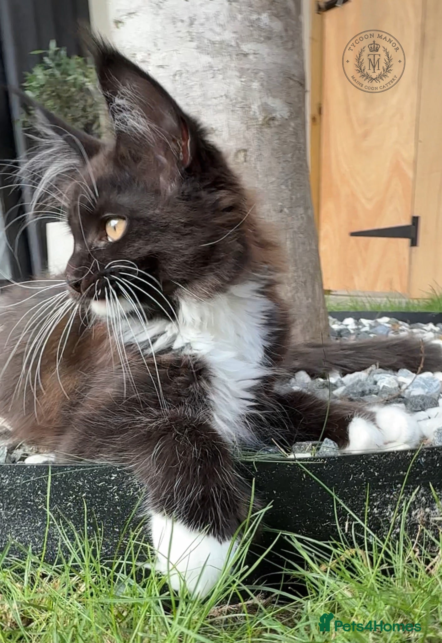 Maine Coon cats Russian Bloodline TICA Polydactyl Maine Coon Girl - Advert 2