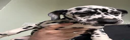 Dalmatian dogs for sale: **4 Left** Dalmatian Pups ready now - Advert 9