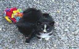 Pomsky dogs for sale: F3 blue eyed male Pomsky puppy for sale  - Image 4