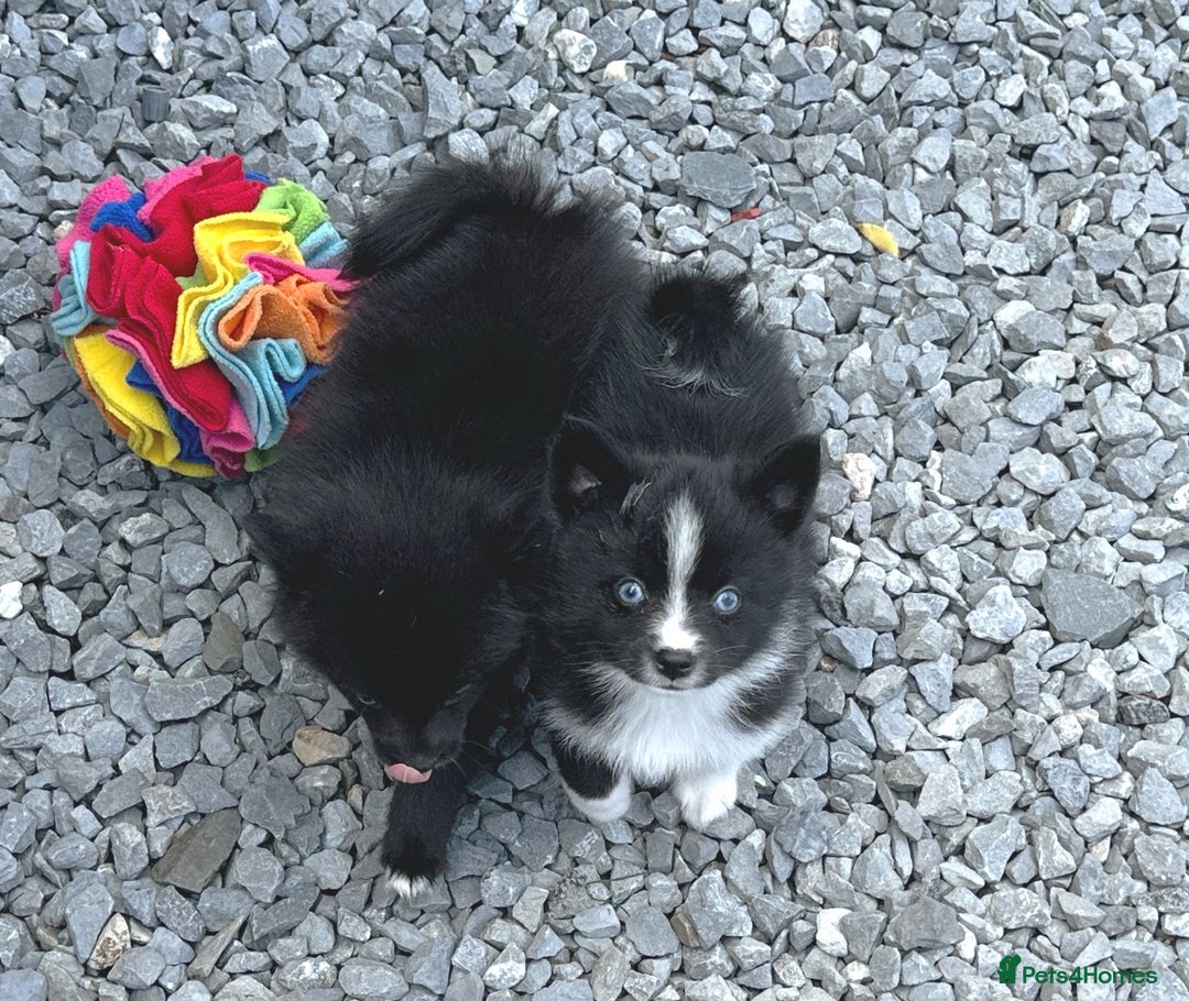 Pomsky dogs for sale: F3 blue eyed male Pomsky puppy for sale  - Image 4