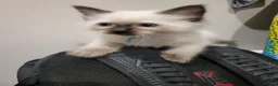 Ragdoll cats for sale: 4 Ragdoll kittens from a loving home  - Advert 6