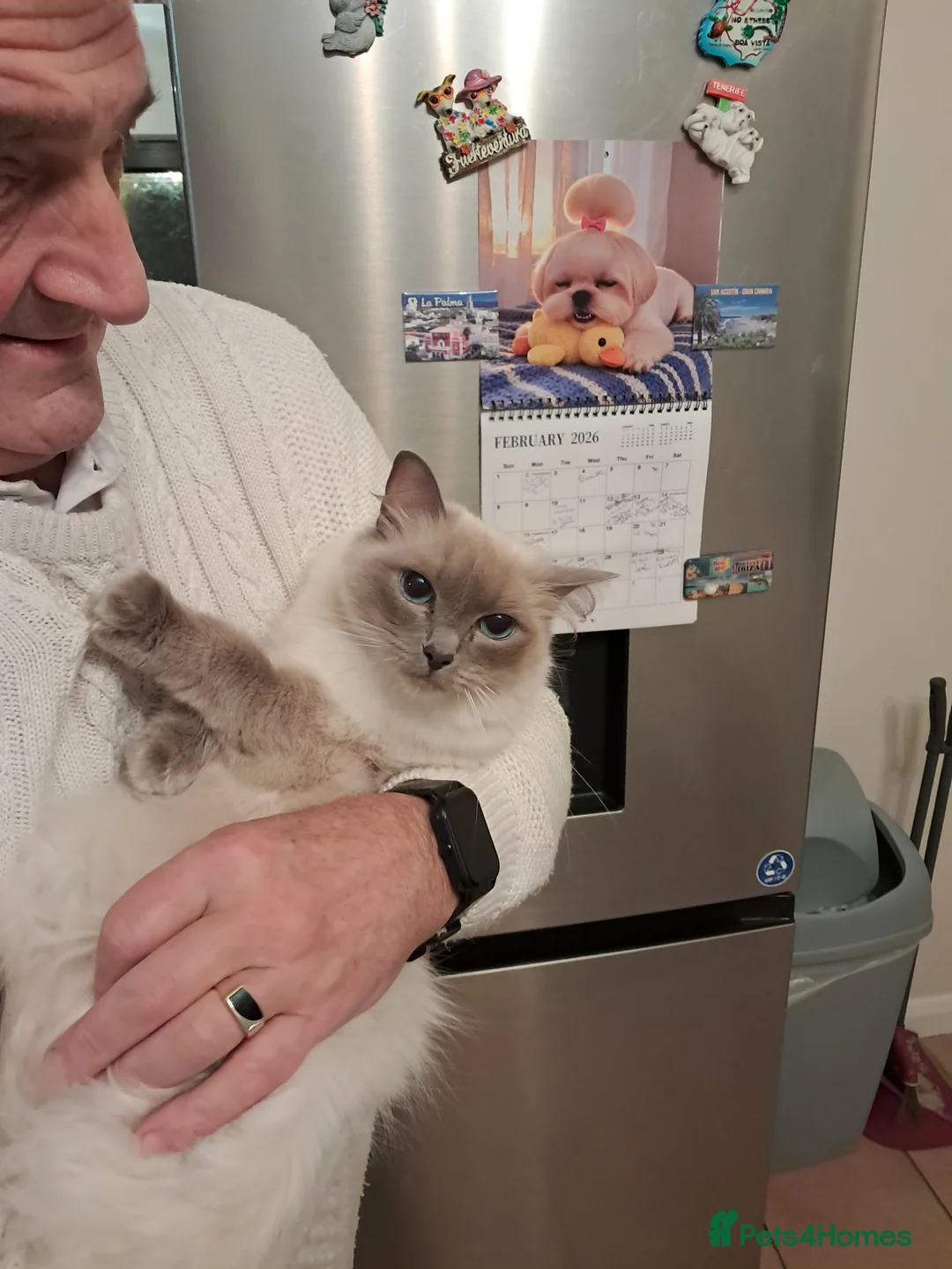 Ragdoll cats for sale: GCCF registered Ragdoll kittens  - Advert 12