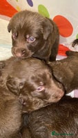 Mixed Breed dogs Beautiful Family-Raised Sheprador Puppies - Advert 15