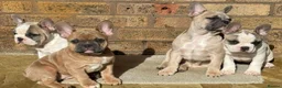 French Bulldog dogs for sale: 3 Beautiful French Bulldog looking for a new home - Advert 6