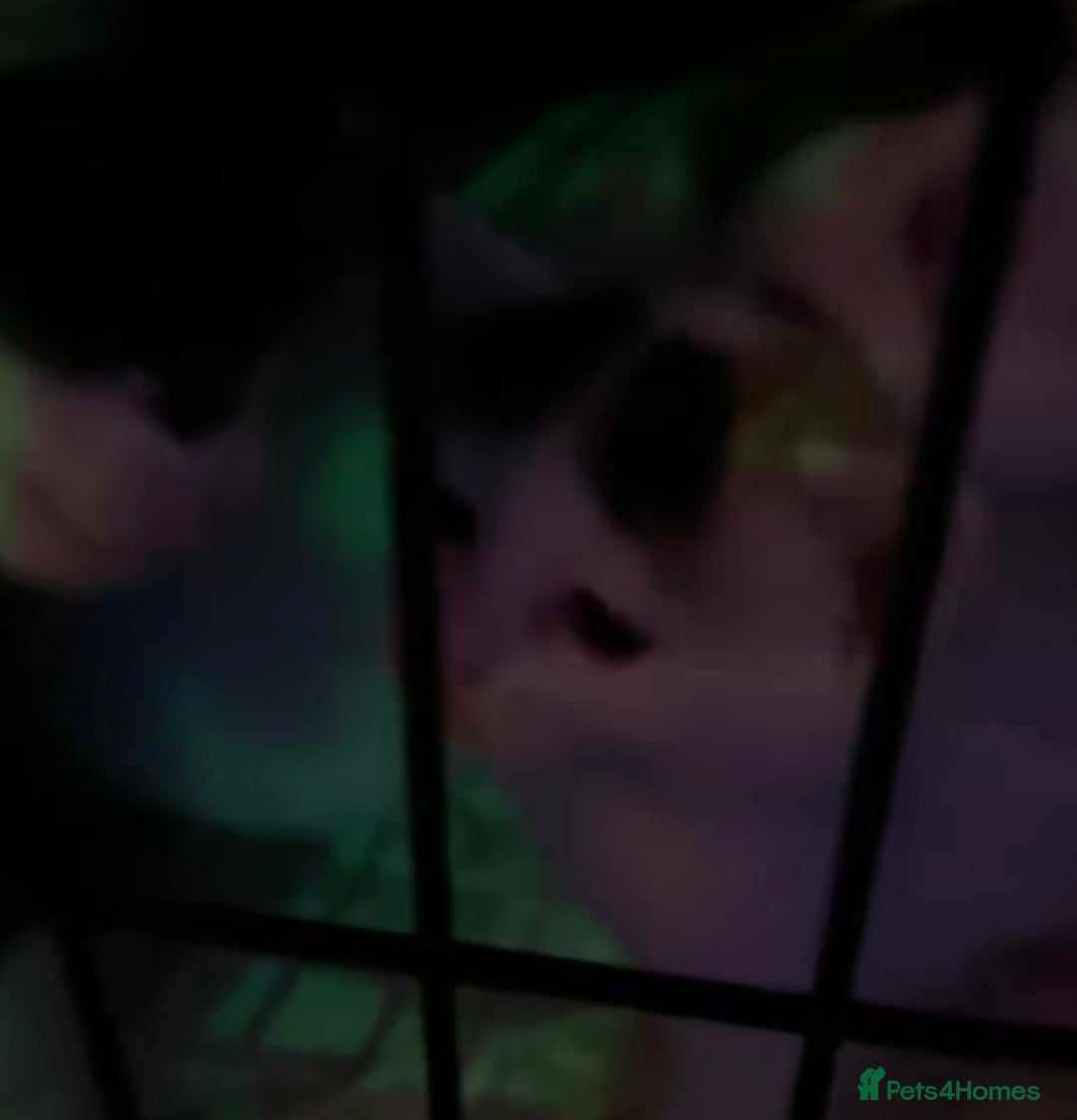 British Shorthair cats for sale: 3 stunningly gorgeous baby’s  - Advert 11