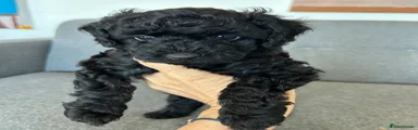 Miniature Poodle 2