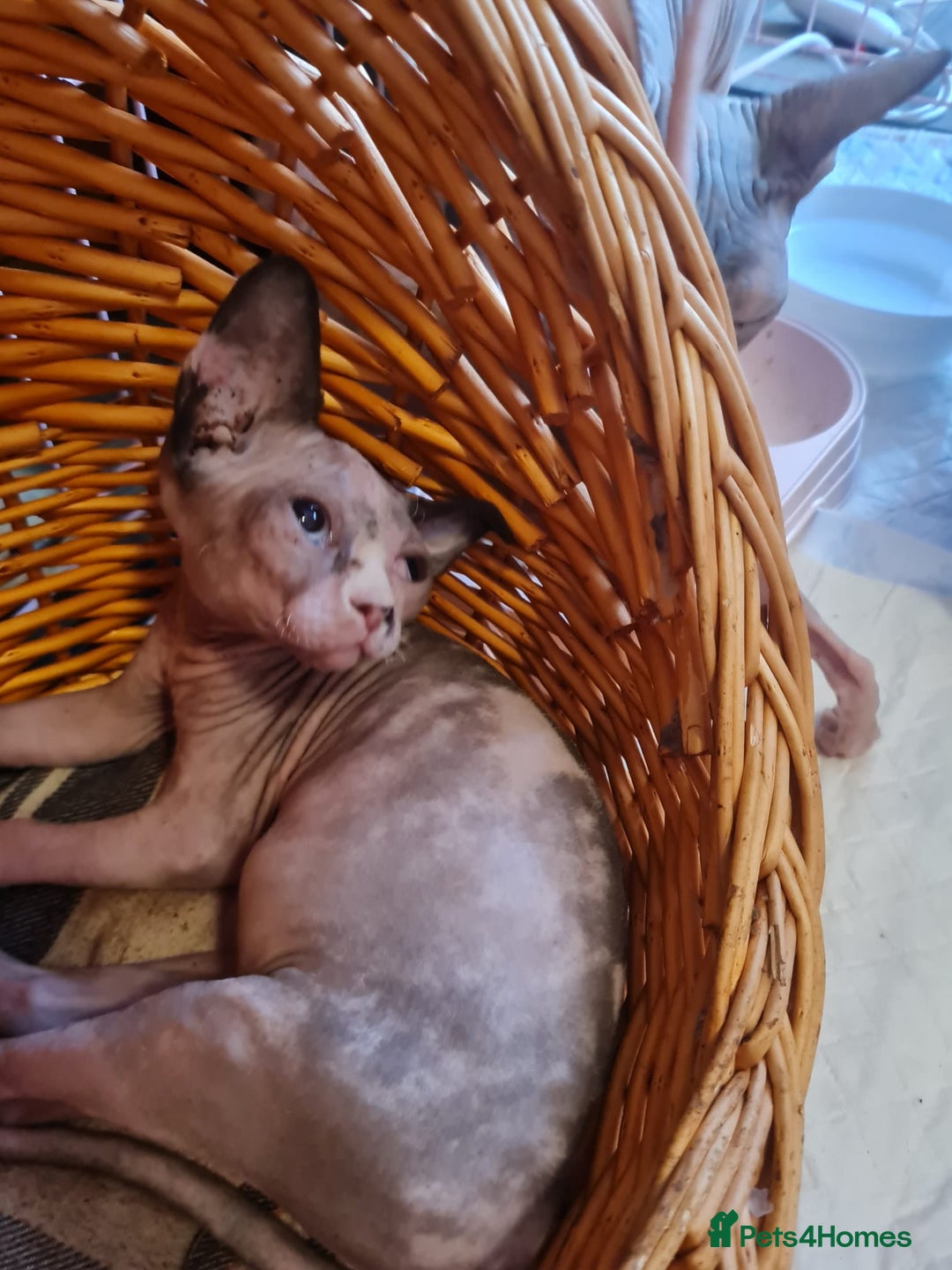 Sphynx cats for sale: Sphynx girl kitten for sale - Image 14