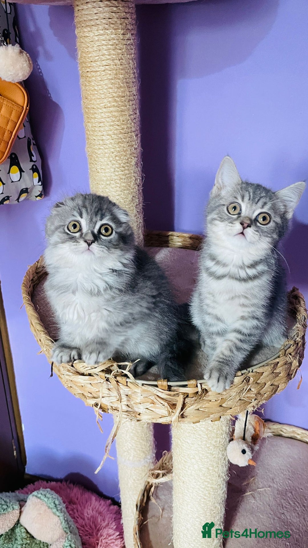 Scottish Fold cats for sale: Beautiful litter looking for new homes ❤️❤️ - Advert 15