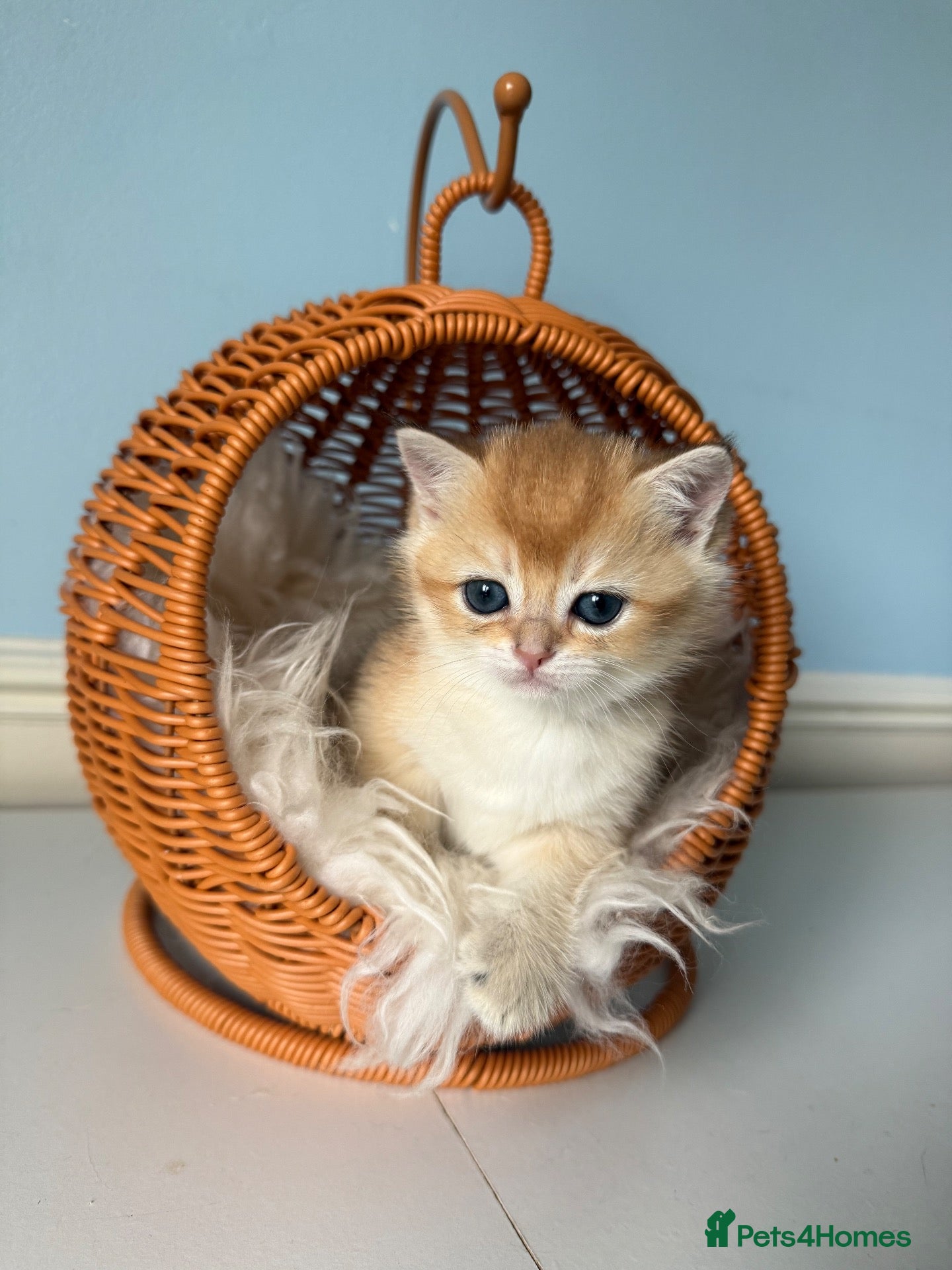 British Shorthair cats for sale: 🌟Rare Chocolate Golden BSH girls Tica registered  - Advert 2