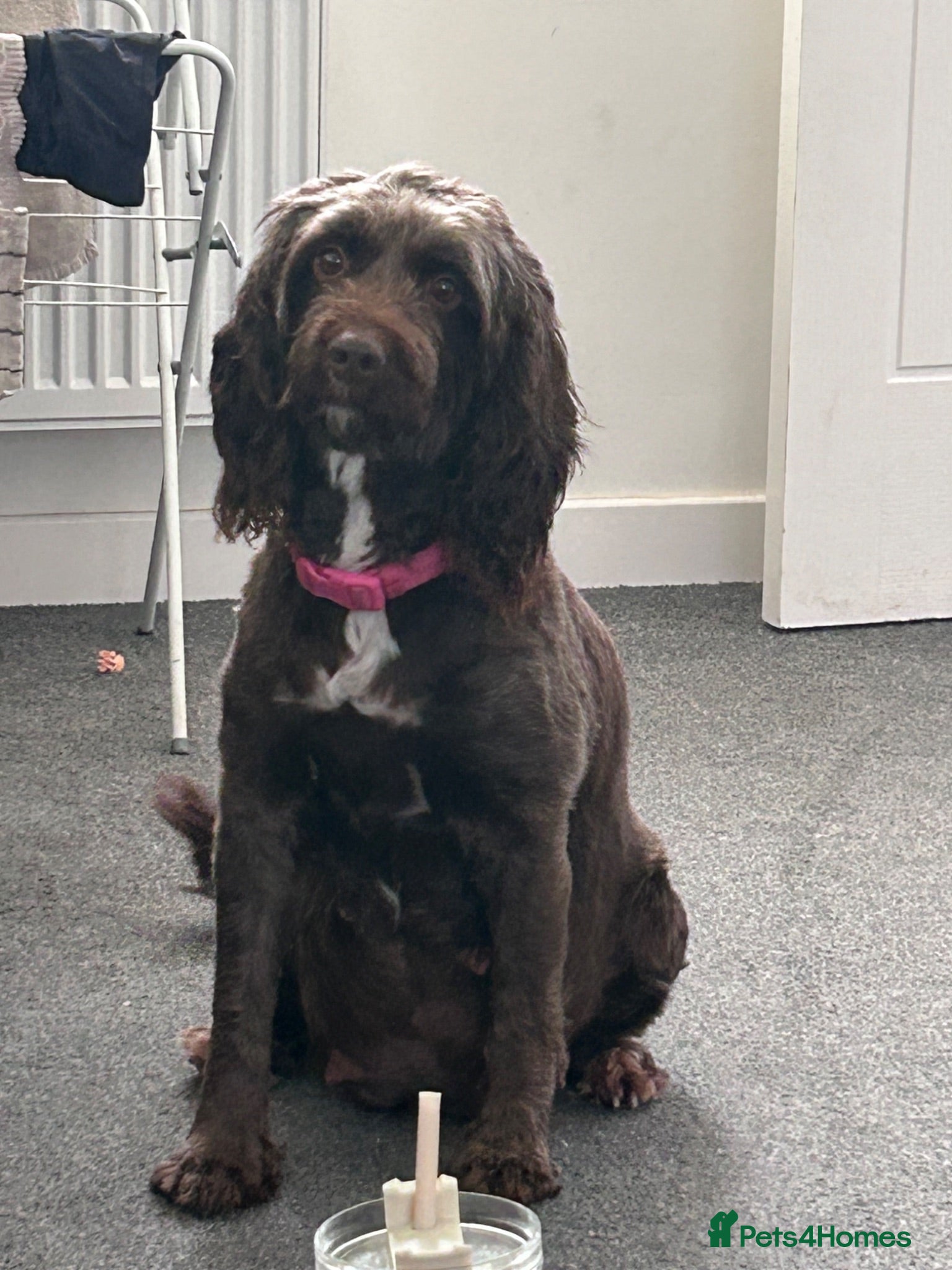 Sproodle dogs Chocolate sproodle F1b puppies  - Advert 7