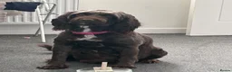 Sproodle dogs for sale: Chocolate sproodle F1b puppies  in Hull - Advert 1