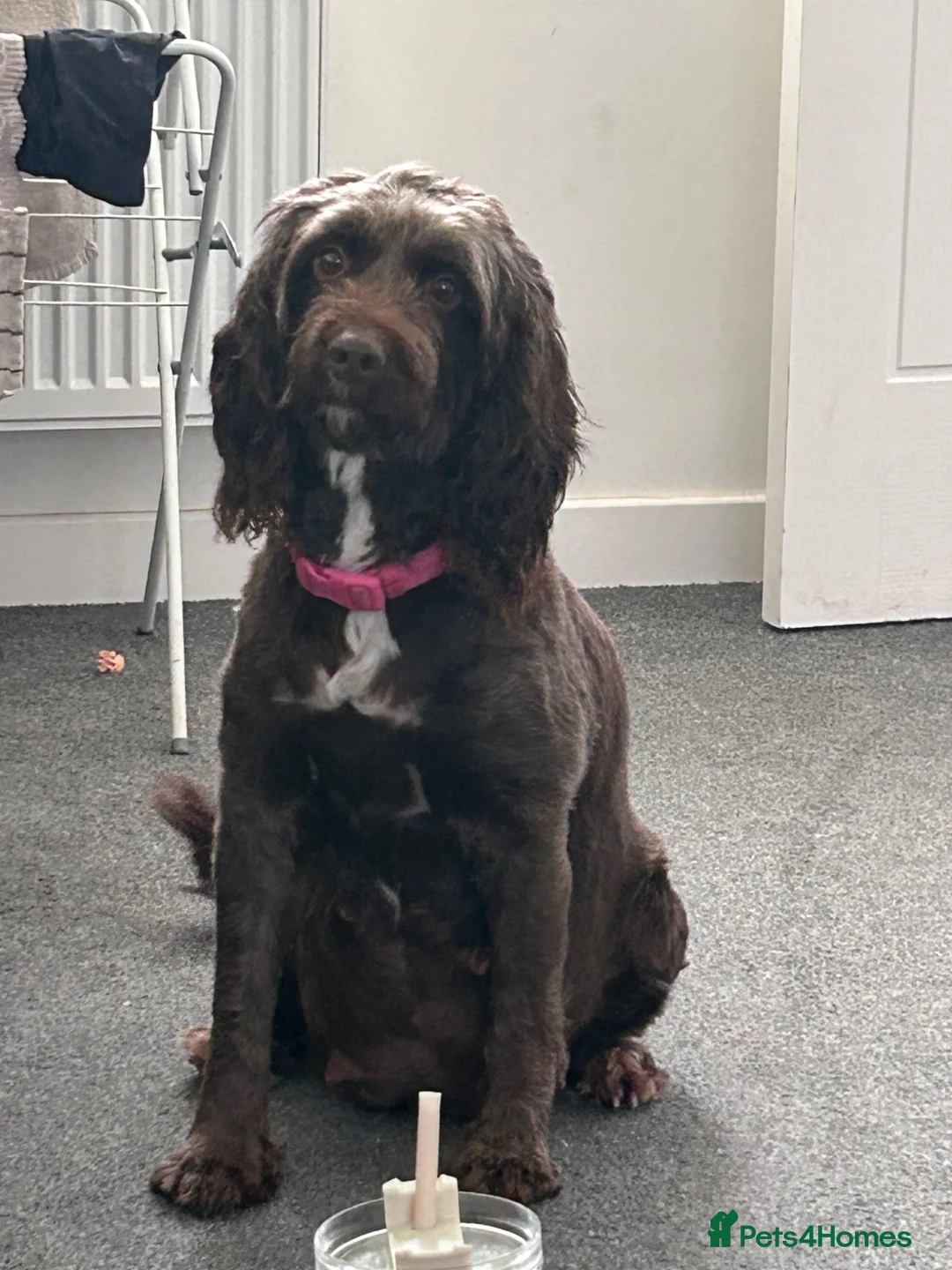 Sproodle dogs for sale: Chocolate sproodle F1b puppies  in Hull - Advert 1