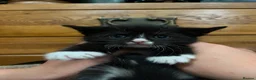 Mixed Breed cats for sale: Last ones remaining  - Advert 8
