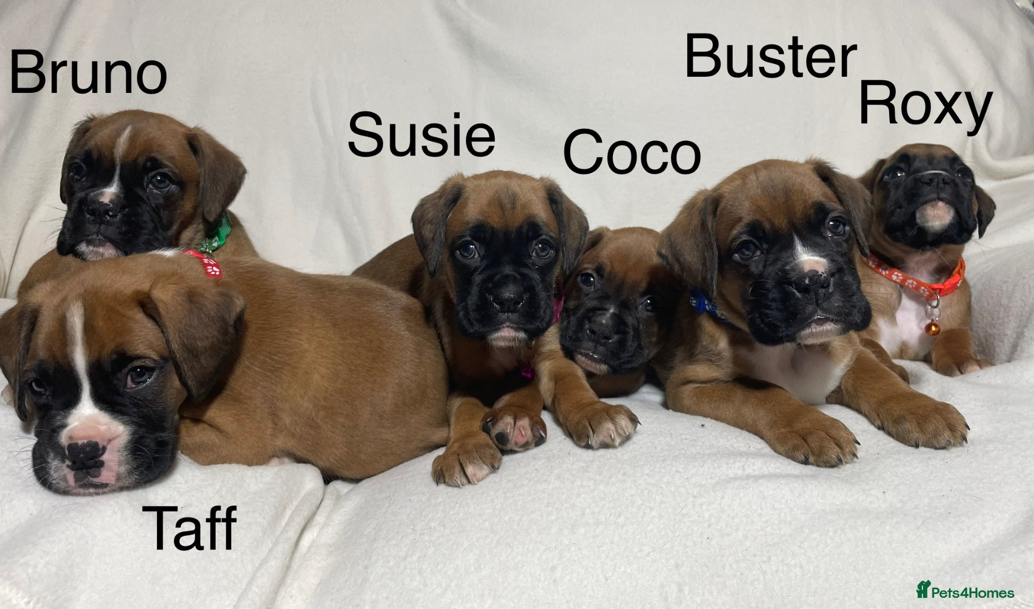 Boxer dogs Beautifull Boxer pups - Advert 6