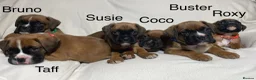 Boxer dogs for sale: Beautifull Boxer pups fully vaccinated - Advert 1