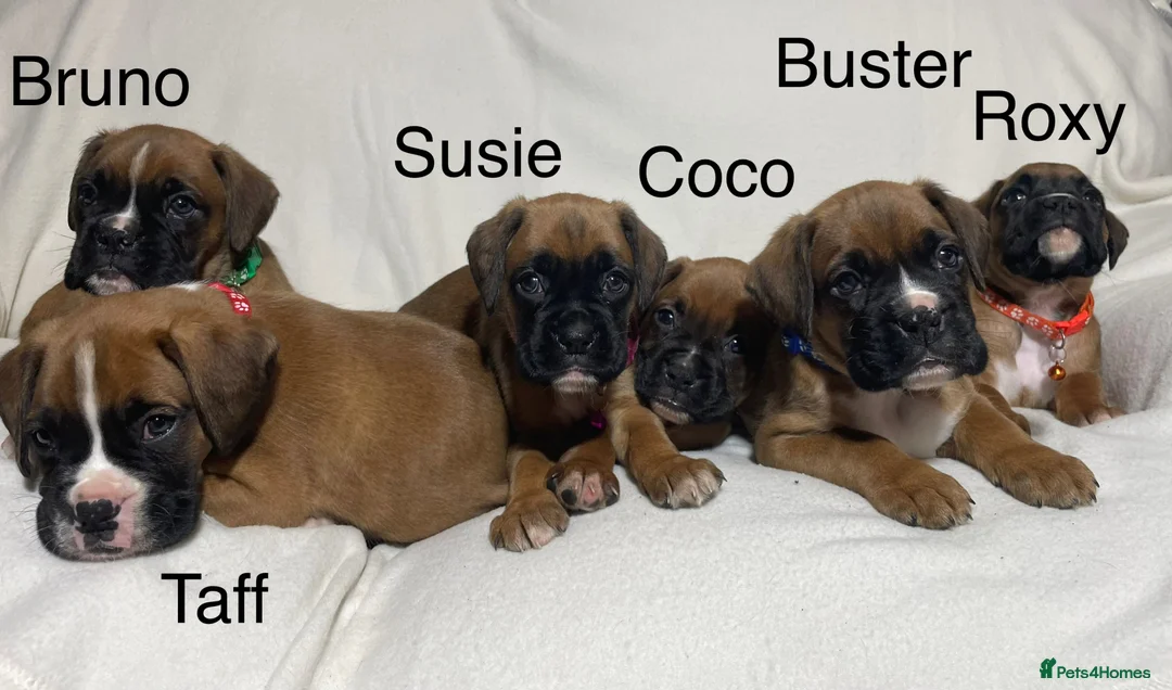 Boxer dogs for sale: Beautifull Boxer pups fully vaccinated - Advert 1