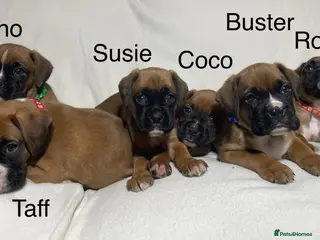 Boxer dogs Beautifull Boxer pups - Advert 18