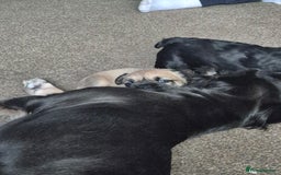 Mixed Breed dogs for sale: Female french bulldog pup - Advert 5