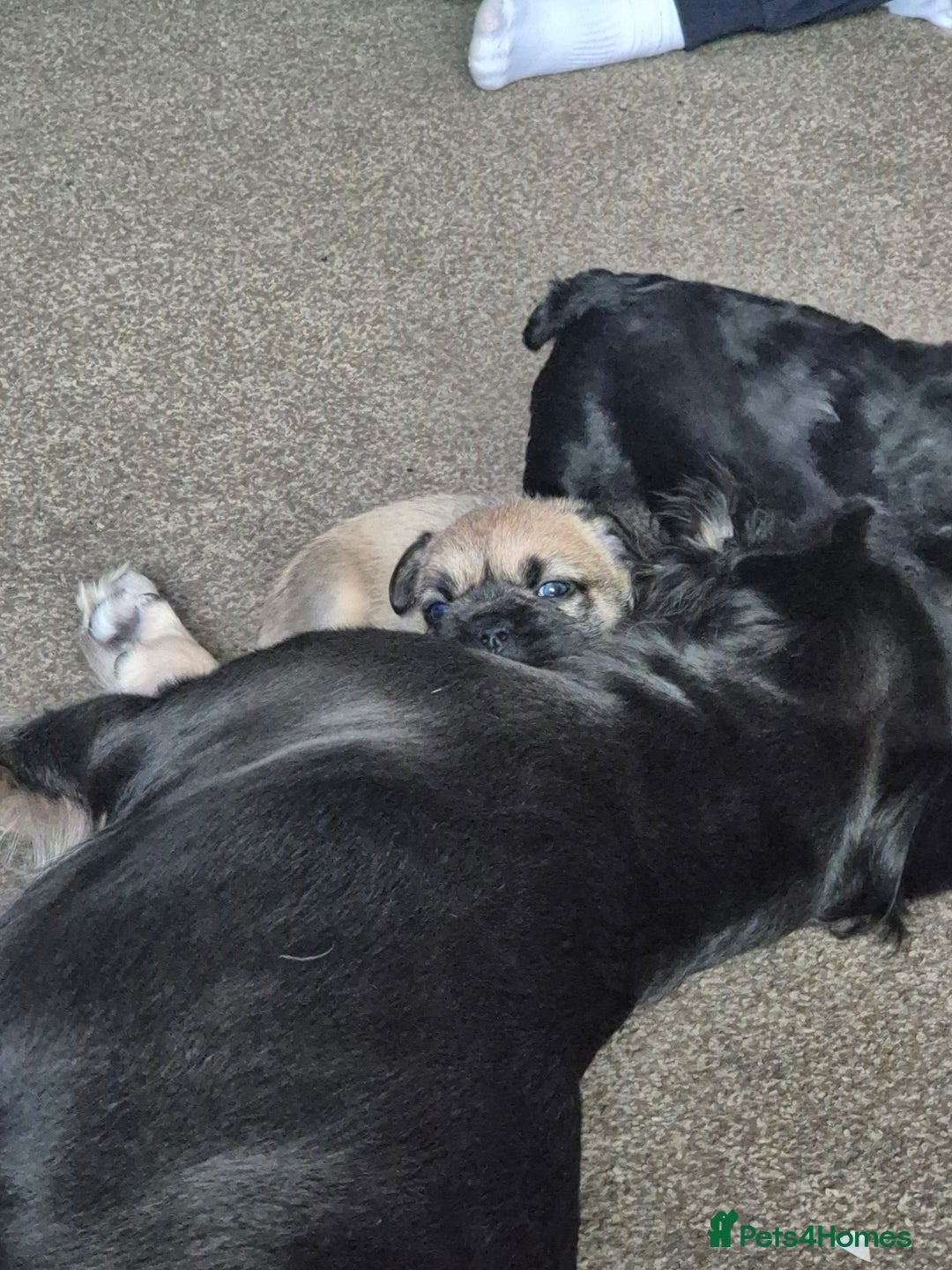 Mixed Breed dogs for sale: Female french bulldog pup - Advert 5