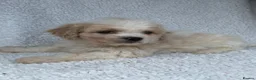 Cavachon dogs for sale: Stunning cavachons puppies  - Advert 5