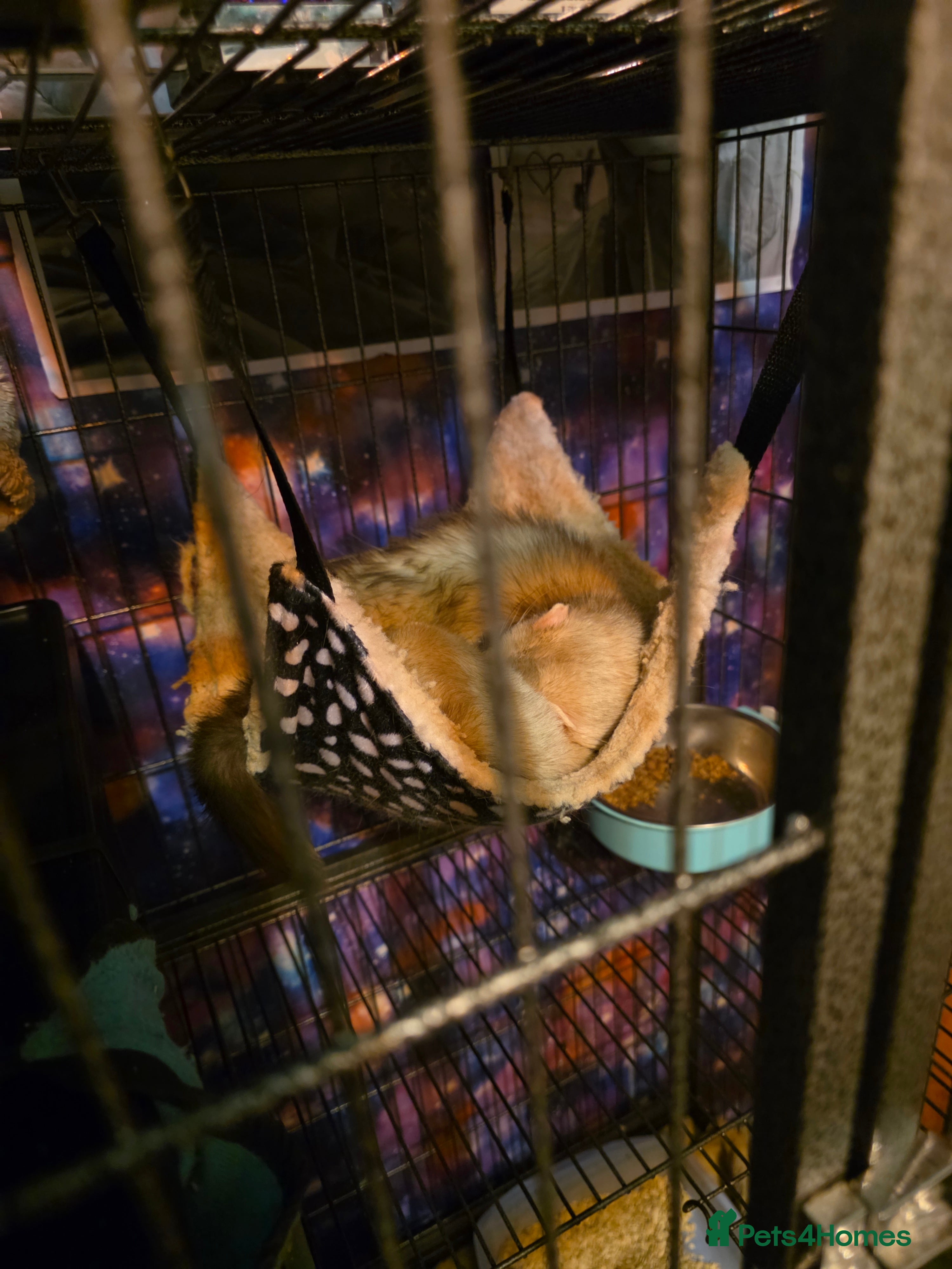 Ferret rodents 2 male ferrets  - Advert 12