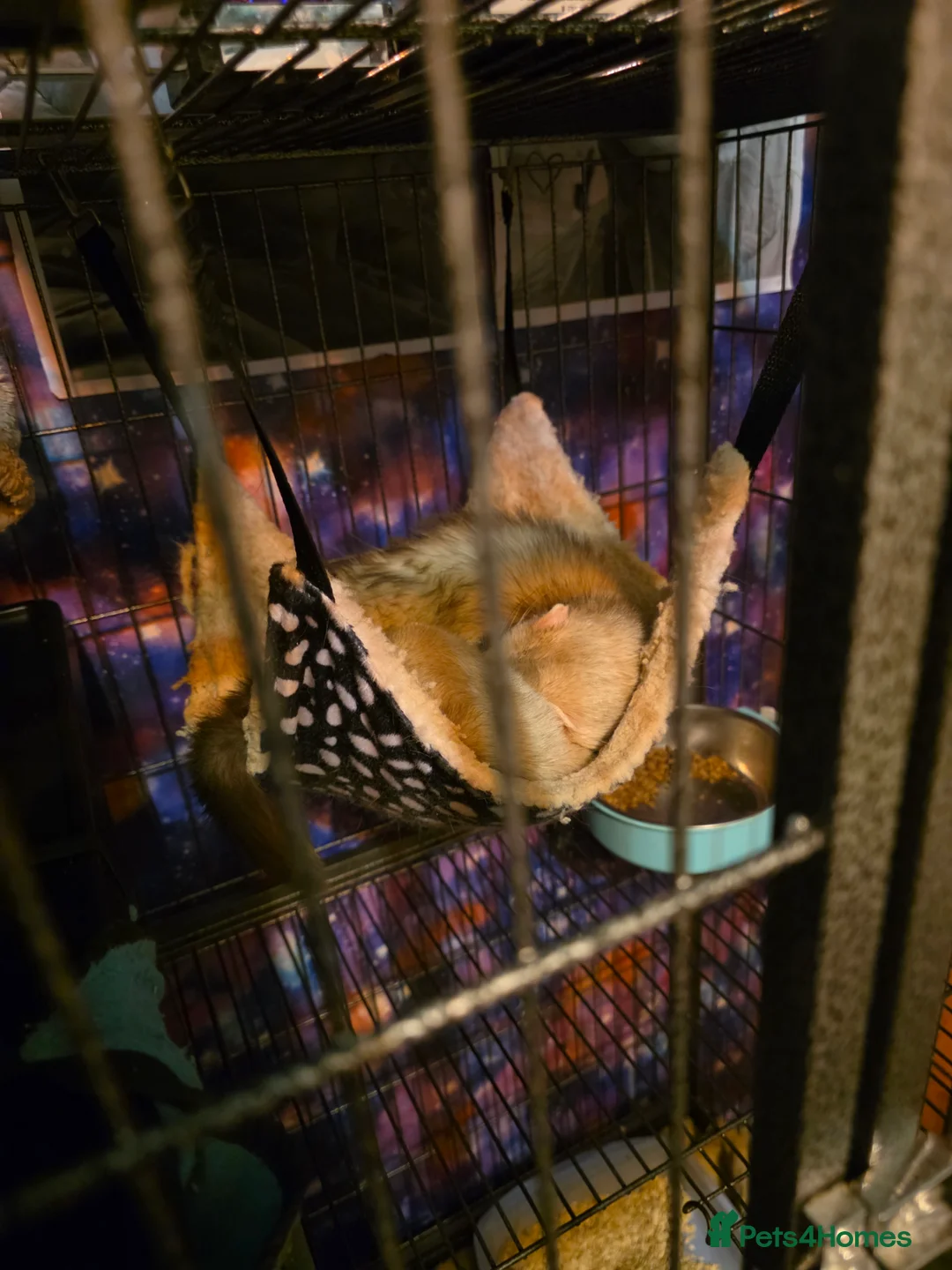 Ferret rodents for sale: 2 male ferrets  - Advert 1