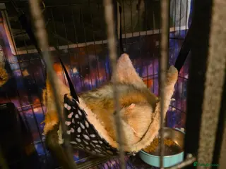 Ferret rodents 2 male ferrets - Advert 12