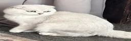 Scottish Fold cats for sale: Scottishfold male - Advert 3