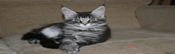 Maine Coon cats for sale: TICA registered, parents DNA tested negative - Advert 5