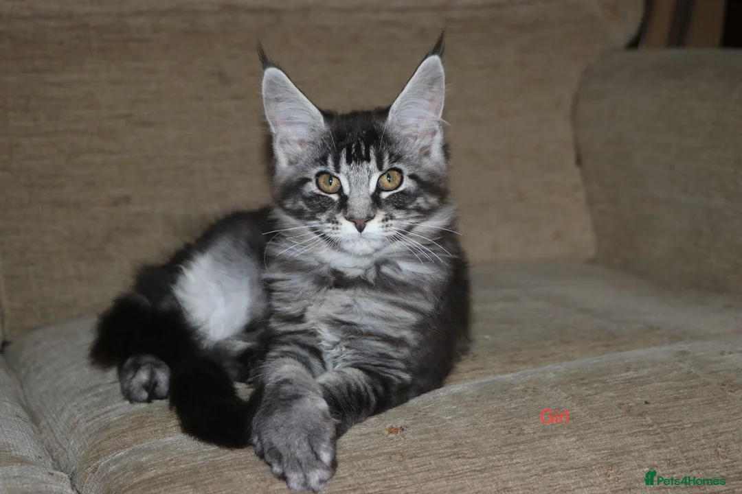 Maine Coon cats for sale: TICA registered, parents DNA tested negative - Advert 5