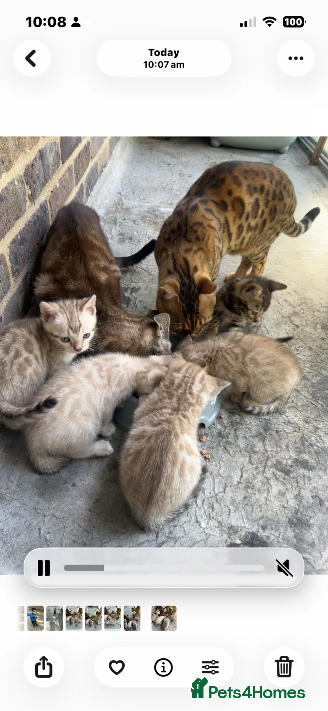 Bengal cats for sale: Bengal  in London - Advert 2