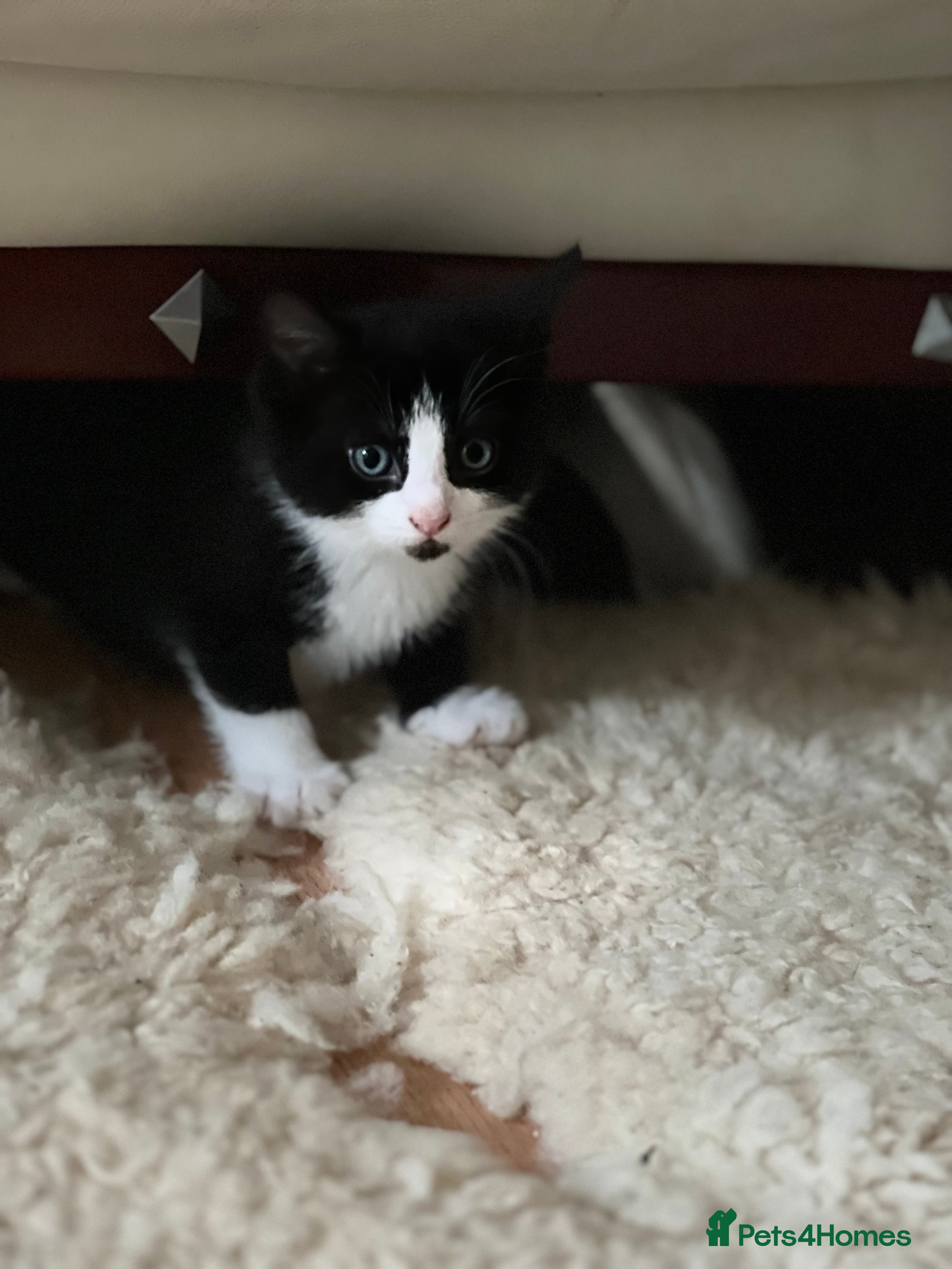 Domestic Shorthair cats Adorable Russian Blue Boy & 5 Months Female - Advert 18