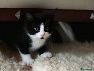 Domestic Shorthair cats Adorable Russian Blue Boy & 5 Months Female - Advert 18