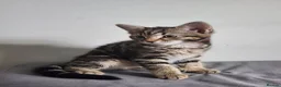 Mixed Breed cats for sale: 5 playful kittens for sale - Advert 6