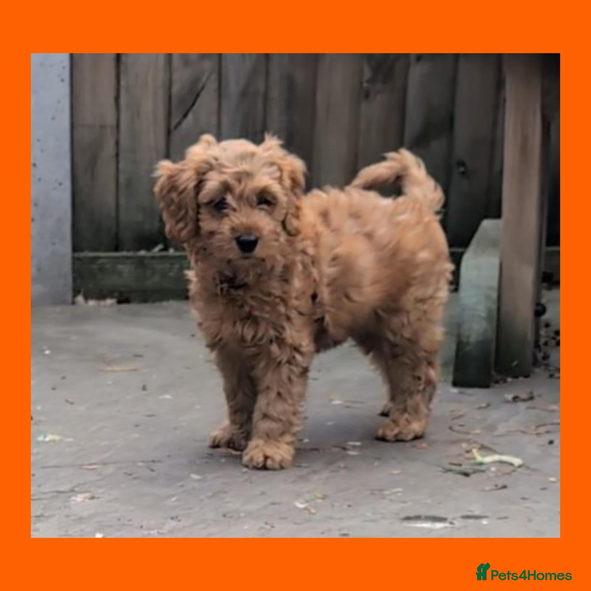 Cockapoo dogs for sale: LAST GIRL LEFT 1 x Red Cockapoo Girl For Sale - Advert 1
