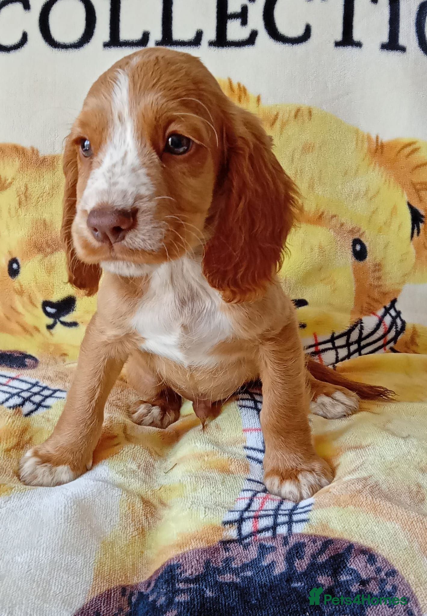 Cocker Spaniel dogs READY NOW Adorable puppies - Advert 1