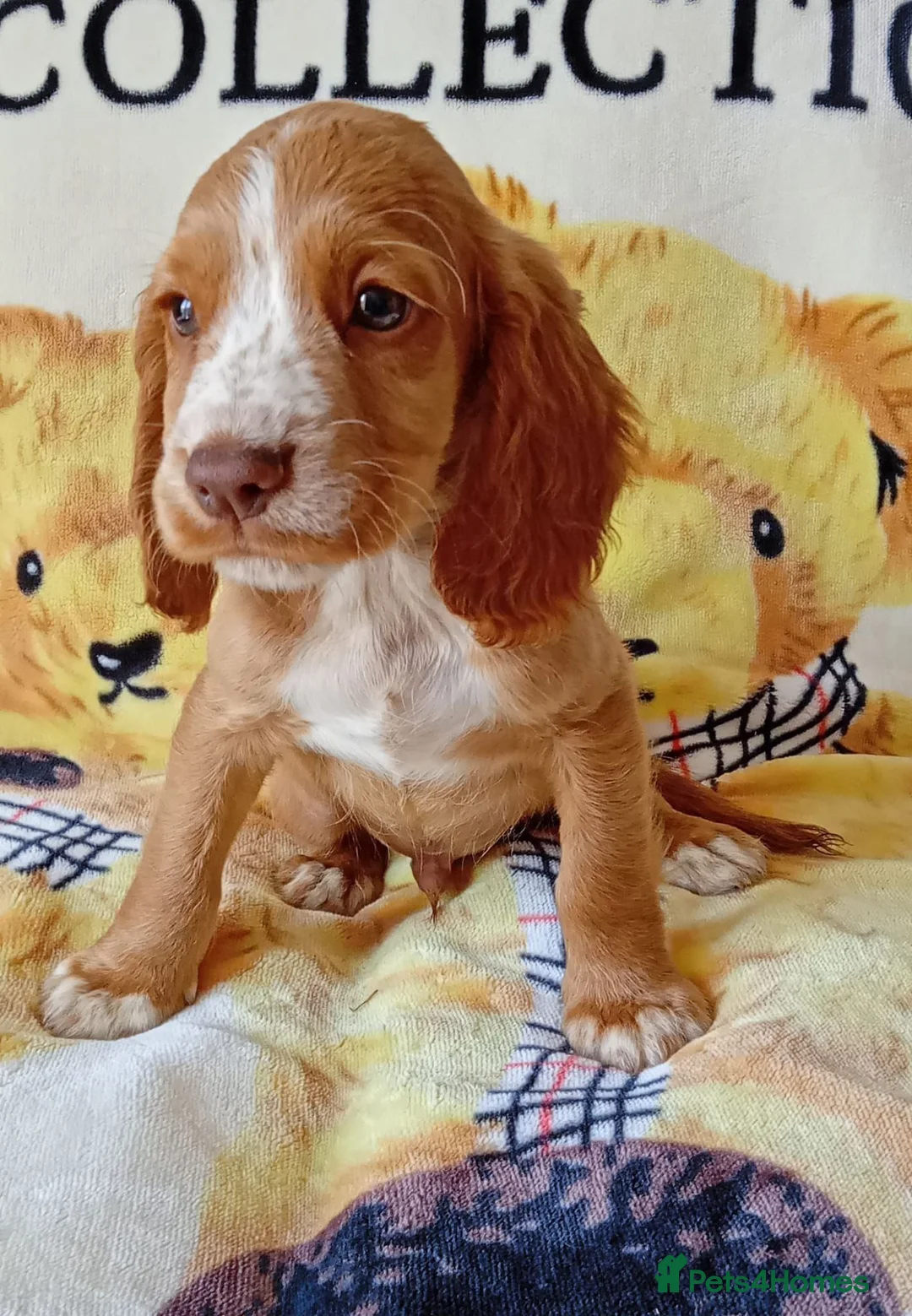 Cocker Spaniel dogs for sale: READY NOW Adorable puppies - Advert 1