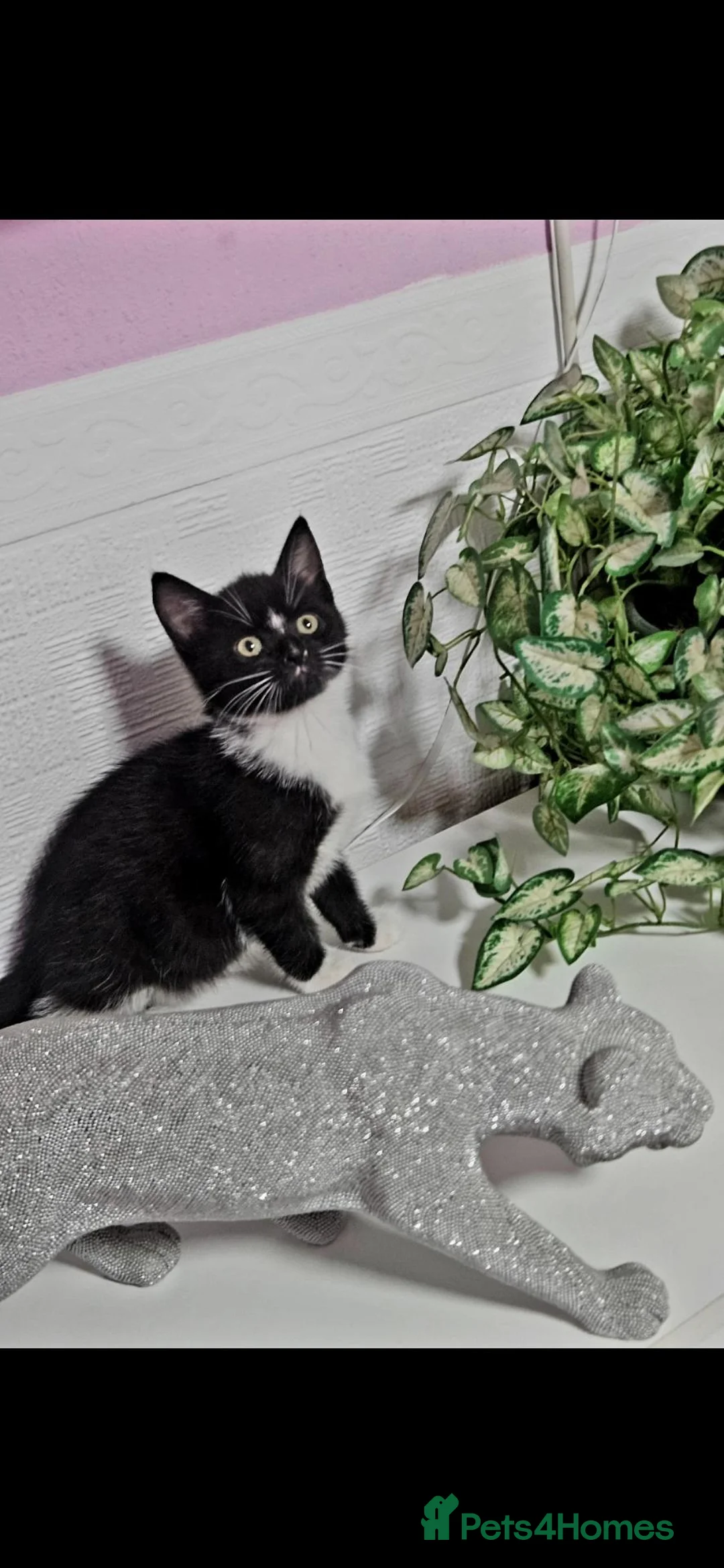 Mixed Breed cats for sale: Kittens for sale in Peterborough - Advert 3