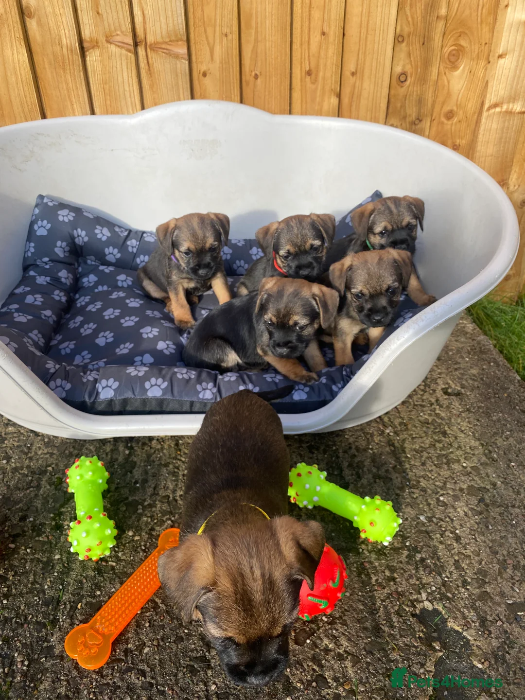 Border Terrier dogs for sale: ⭐️BORDER TERRIER PUPPIES  - Advert 18