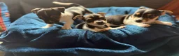 Jack Russell dogs for sale: Jack Russell pups for sale - Advert 3