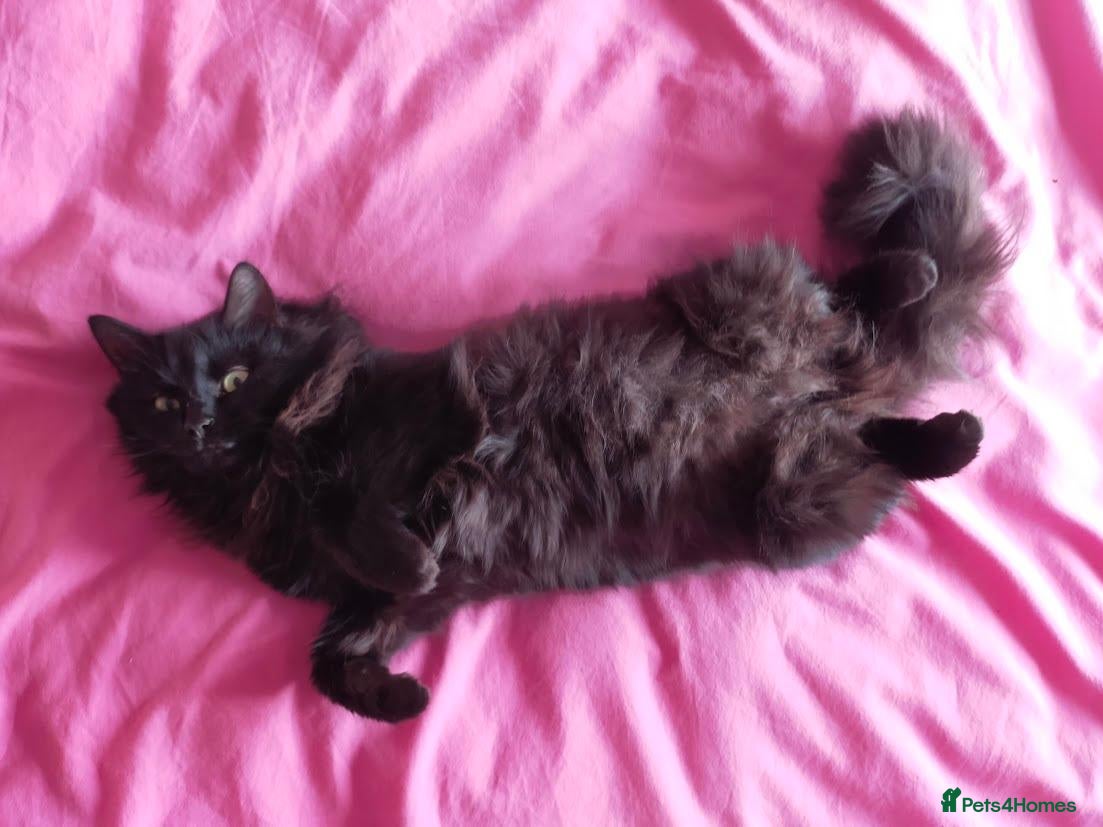 Domestic Shorthair cats Black, Domestic Shorthair Kitten For Sale - Advert 4