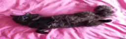 Domestic Shorthair cats for sale: Black, Domestic Shorthair Kitten For Sale - Advert 1