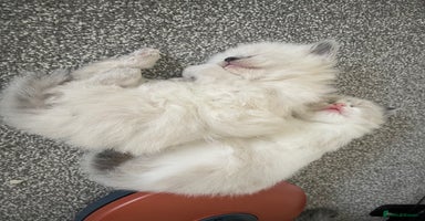 Ragdoll cats - Advert 15