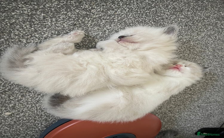 Ragdoll cats - Advert 5