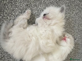 Ragdoll cats - Advert 1