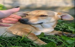 Mixed Breed dogs for adoption: 💖🐶 IRIS 🐶💖 - Image 1